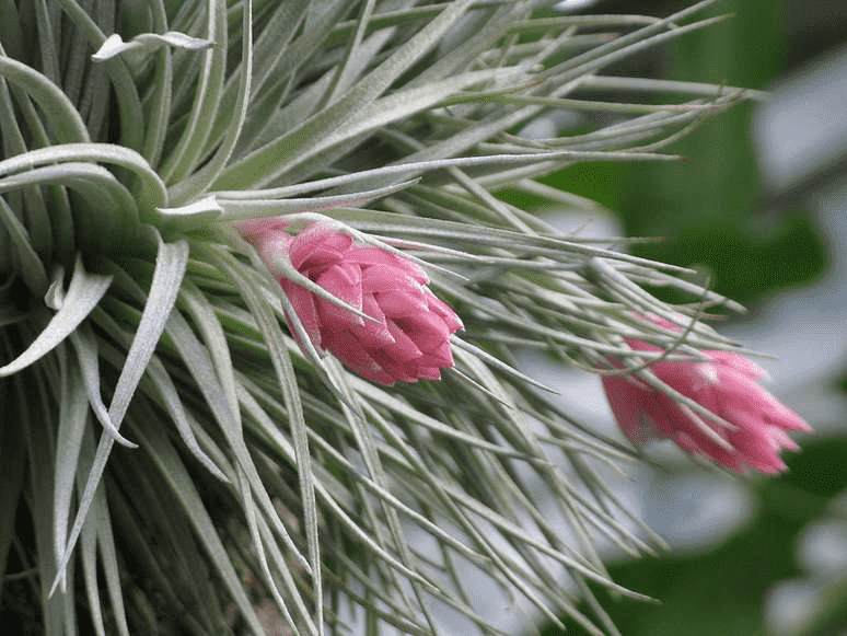 Conheça tipos de plantas que você pode cultivar facilmente na sua casa 3 1769292612 como plantar e cuidar
