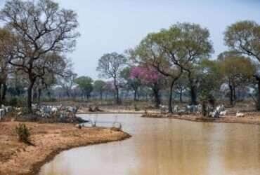 Recuo da cobertura hídrica e o impacto no Pantanal de Mato Grosso