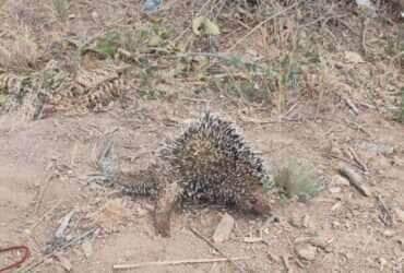Animal silvestre é salvo por equipe dos bombeiros no interior de Mato Grosso