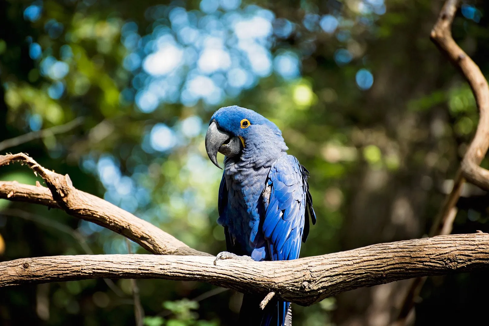 Arara azul - Fotos do Canva1