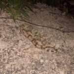 Bombeiros resgatam serpente de 1,30 metros no interior de Mato Grosso