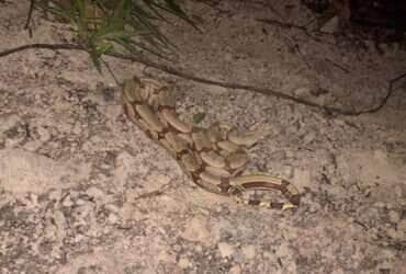 Bombeiros resgatam serpente de 1,30 metros no interior de Mato Grosso