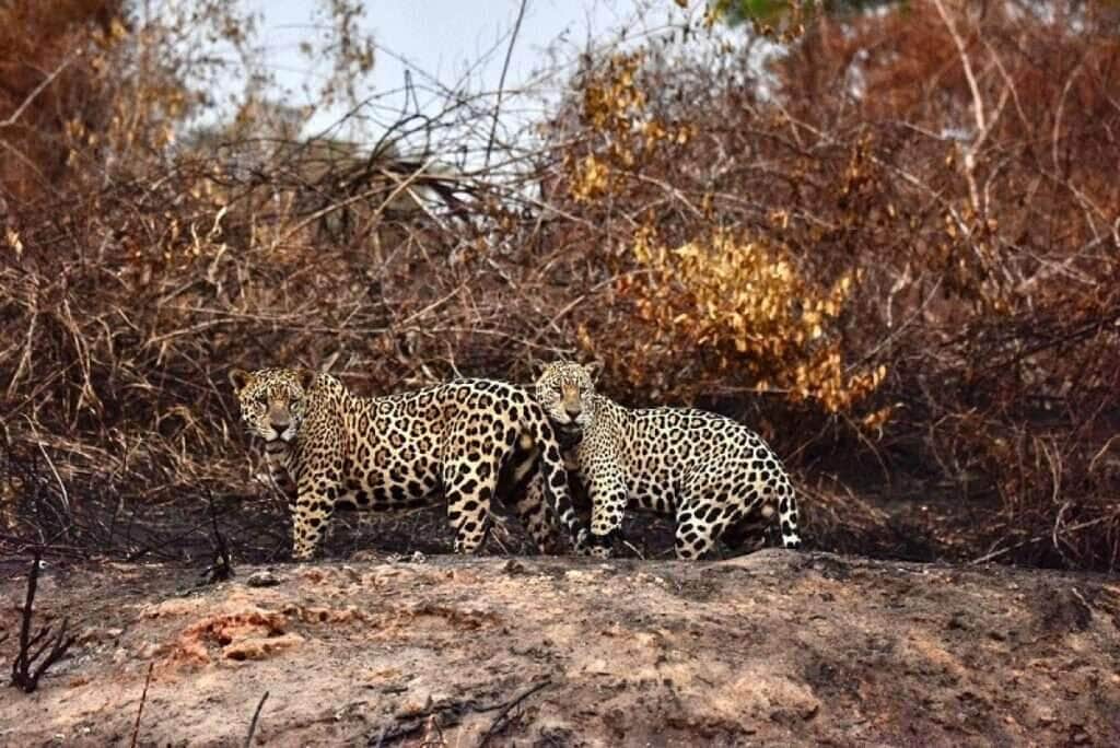Comissão verifica os impactos da estiagem e incêndios no Pantanal 3 Justiça obriga governo de Mato Grosso a permitir que ONGs ajudem animais no Pantanal