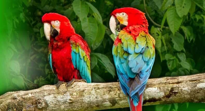 Mato Grosso lidera ranking de aumento de focos de calor na Amazonia em 2024