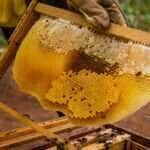 Mato Grosso simplifica registro de agroindústrias familiares e agiliza produção