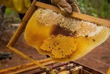 Mato Grosso simplifica registro de agroindústrias familiares e agiliza produção