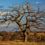 Mato Grosso: Fogo muda de comportamento e supera recorde histórico de queimadas