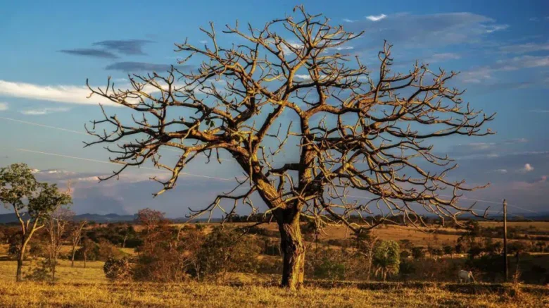 Mato Grosso: Fogo muda de comportamento e supera recorde histórico de queimadas