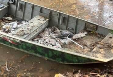 Poluição mata peixes em lago no Norte de Mato Grosso