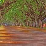 Projeto de Lei sobre arborização urbana avança em Mato Grosso