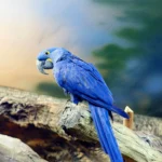 arara azul - Fotos do Canva1 (1)