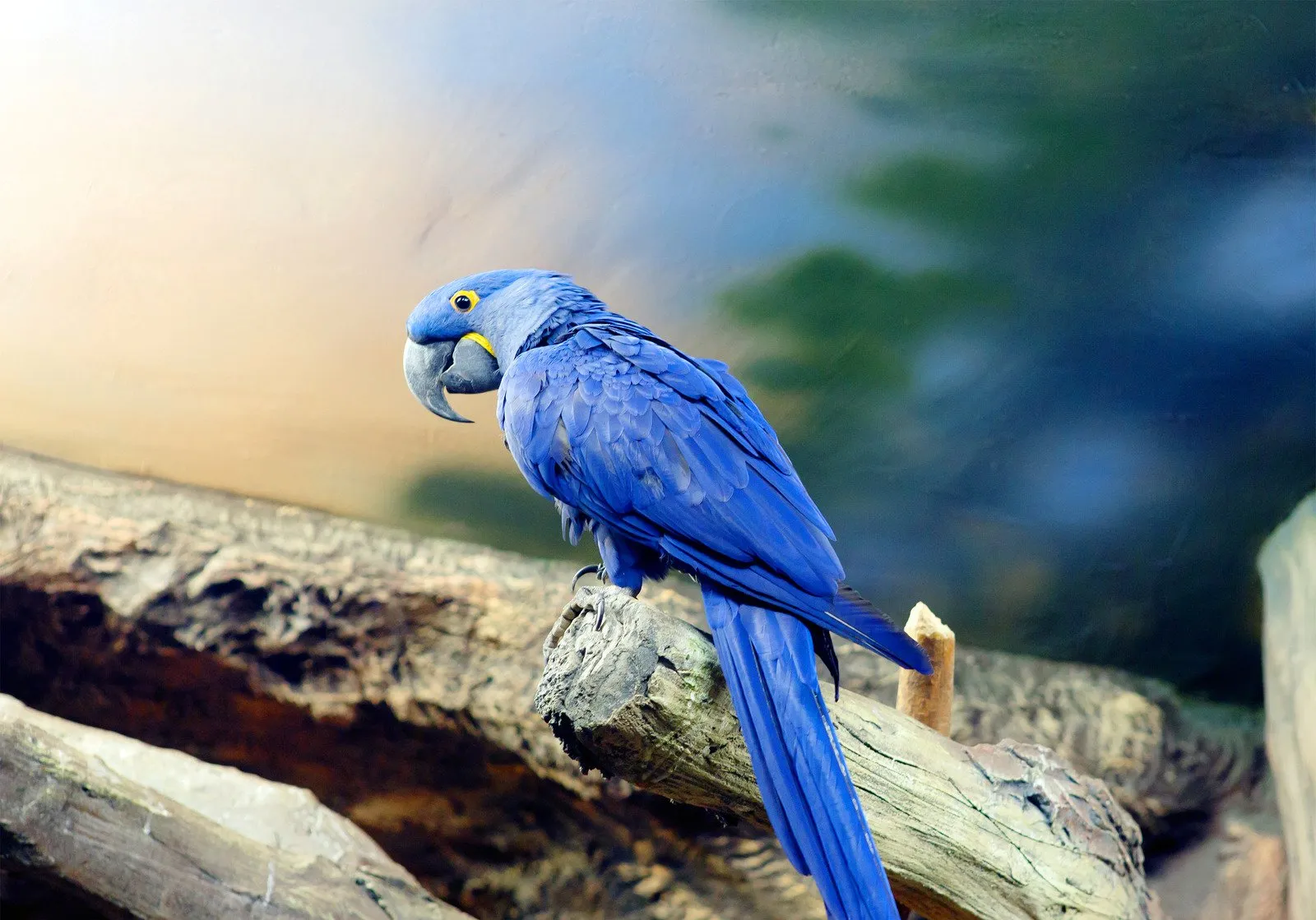 arara azul - Fotos do Canva1 (1)