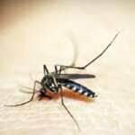 Mosquito da Dengue, Aedes Aegypti, picada, malária. Foto: 41330/Pixabay