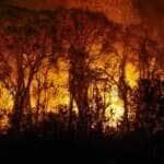 Porto Jofre (MT) 16/11/2023 – Árvores sendo consumidas pelo incêndio florestal que atige o Pantanal Foto: Joédson Alves/Agência Brasil