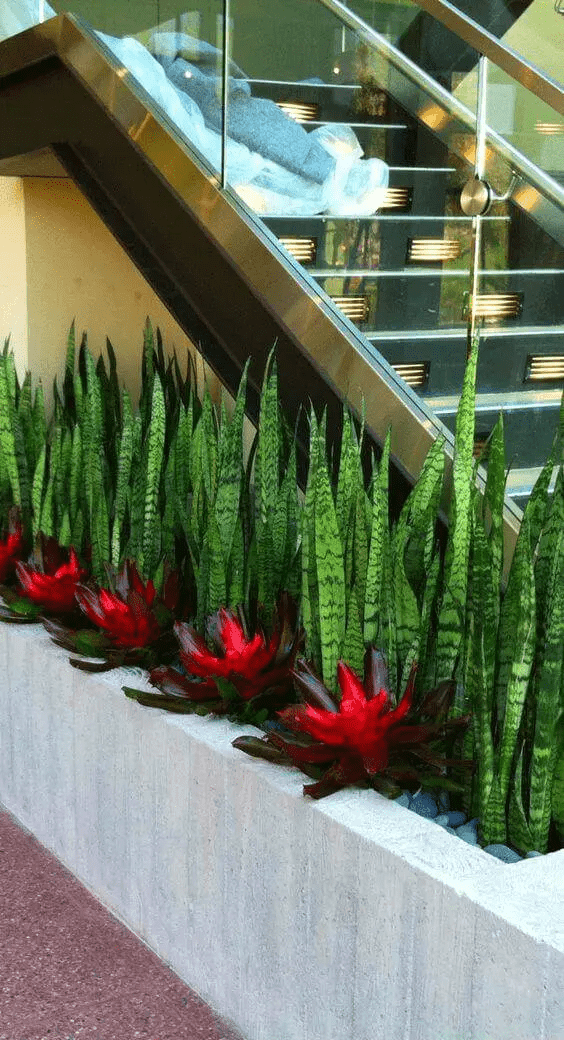 Conheça tipos de plantas que você pode cultivar facilmente na sua casa 2 espada de sao jorge beirando a e