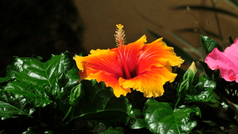 Conheça tipos de plantas que você pode cultivar facilmente na sua casa 4