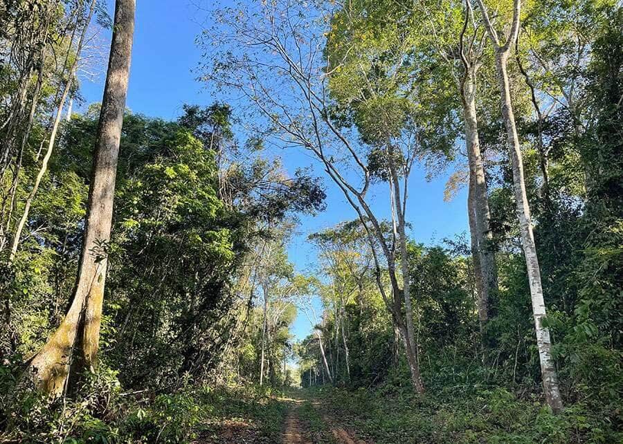 floresta manejada marcos vinicio d oliveira