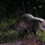 A importância dos gambás para a natureza pode te surpreender!
