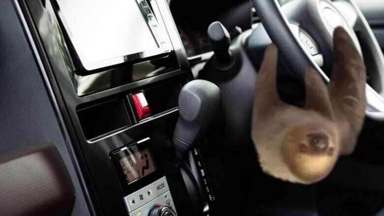 Bicho-preguiça no volante de carro! Idoso encontra passageiro muito fofo
