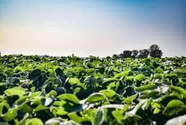 Após polêmica, vetos à lei sobre Moratória da Soja são mantidos em Mato Grosso