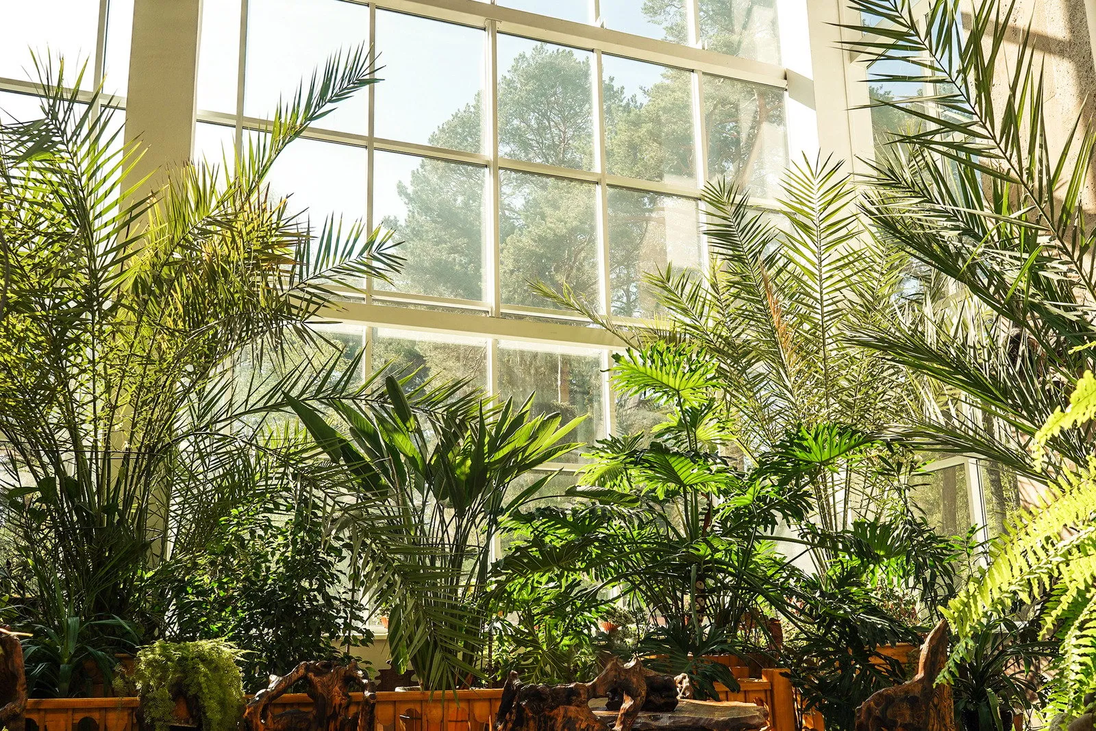 Plantas verdes no jardim botânico interior. Janela. - Fotos do Canva1