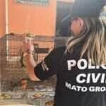 Polícia de Mato Grosso deflagra nova fase da Operação Sansão contra maus-tratos a animais