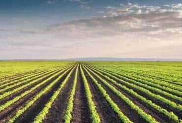 Seca e atraso no plantio da soja aumentam o risco de pragas e doenças