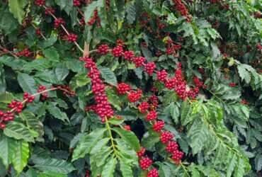 cafe arabica embrapa