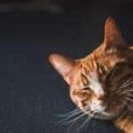 Sonhar com gatos