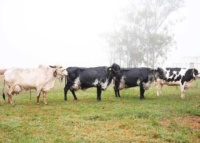Chuvas e alta nos preços: novembro aquece mercado de bovinos para reposição