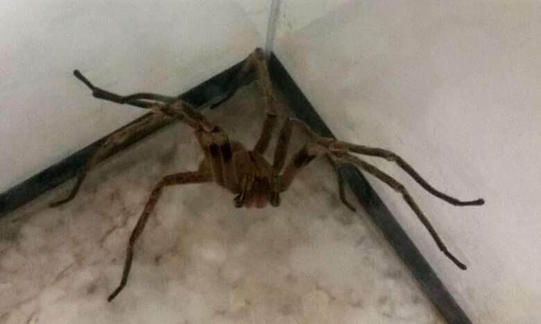 A aranha armadeira tem esse nome pela sua posição de defesa: ela se apoia sobre as pernas traseiras e ergue as dianteiras para dar o bote no possível agressor
