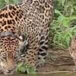 Fotógrafo registra momento raro de onça-pintada e filhote bebendo água