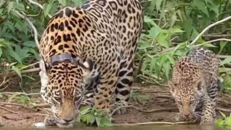 Fotógrafo registra momento raro de onça-pintada e filhote bebendo água