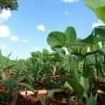 Mato Grosso sancionará lei que restringe benefícios fiscais a empresas ligadas à moratória da soja