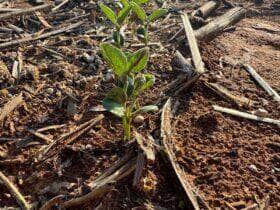 plantio soja