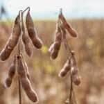 Custo de produção da Soja aumenta 55% em Mato Grosso, revela estudo