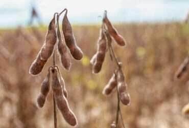 Custo de produção da Soja aumenta 55% em Mato Grosso, revela estudo