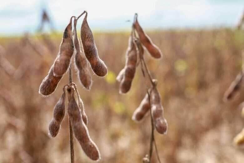 Custo de produção da Soja aumenta 55% em Mato Grosso, revela estudo