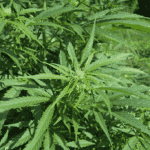 1212 super site maconha