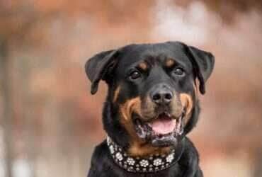 Em caso de acidentes com cães é importante procurar um médico especializado rapidamente