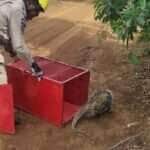 Bombeiros de Mato Grosso realizam resgates de animais em situações de risco