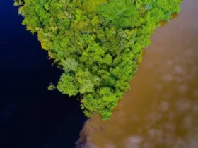 Mato Grosso e organização americana firmam parceria de US$ 100 milhões pela Amazônia