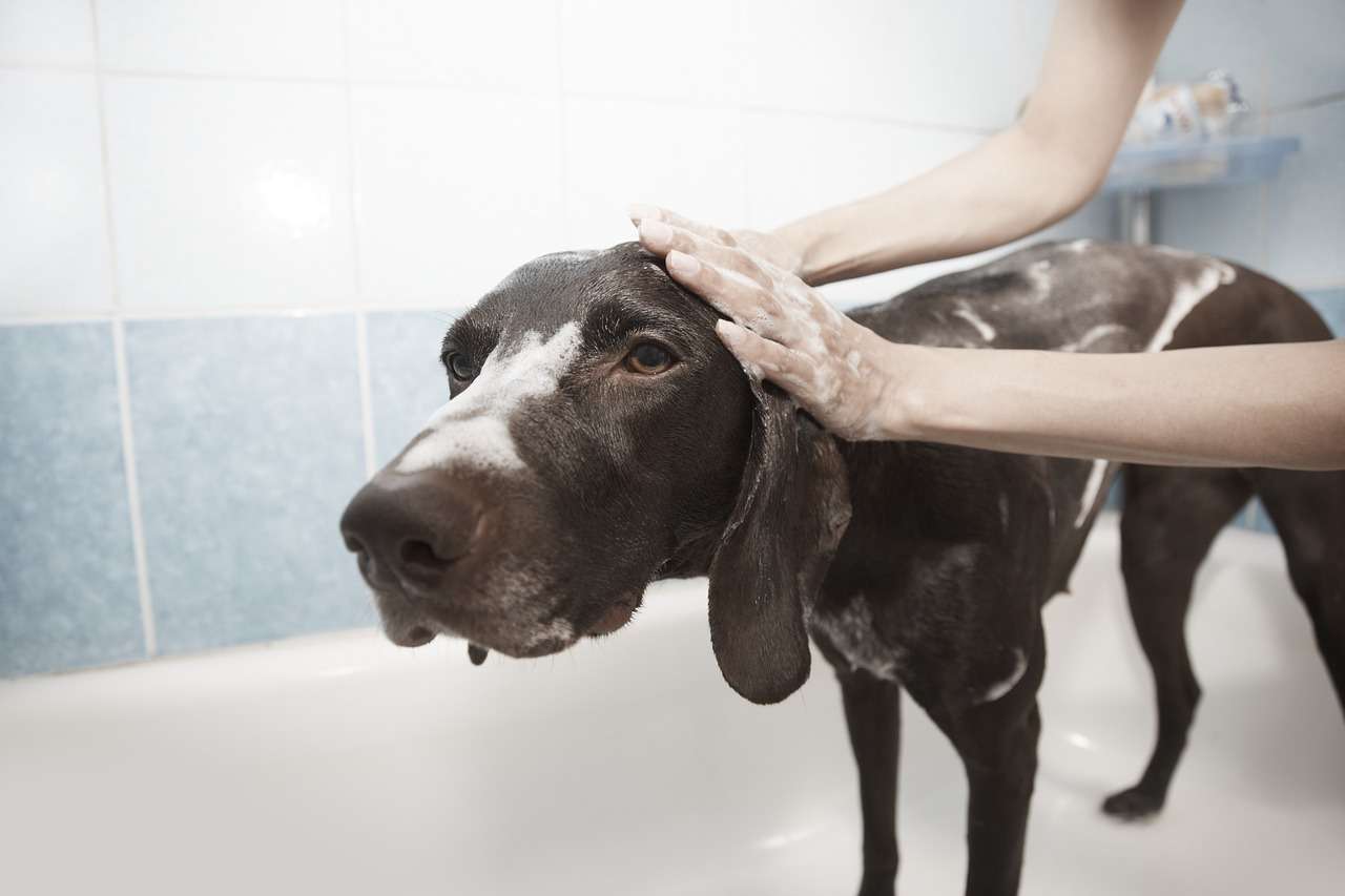 Cuidados essenciais para manter a higiene dos pets 5 Cuidados essenciais para manter a higiene dos pets