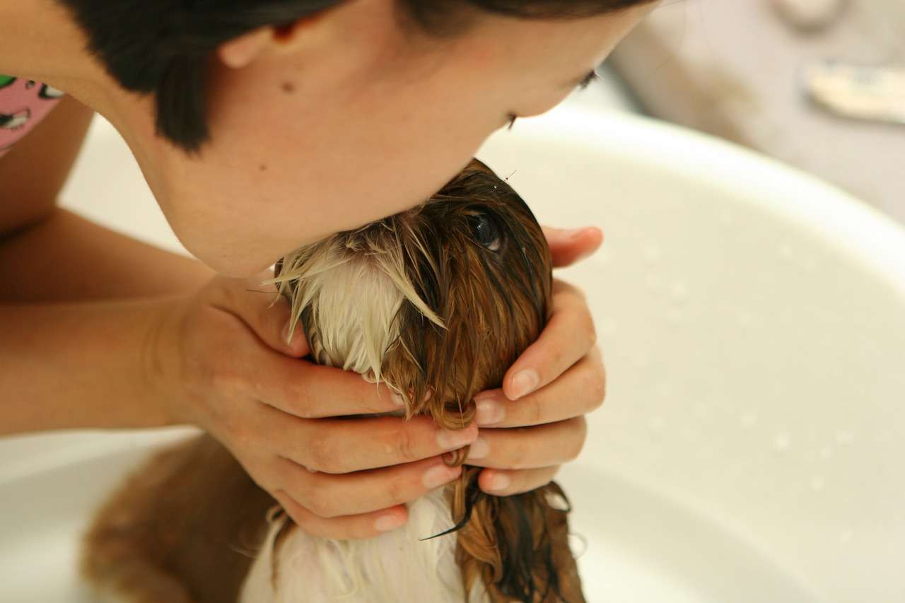 Cuidados essenciais para manter a higiene dos pets 6 Cuidados essenciais para manter a higiene dos pets Pixabay 2