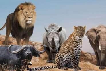 Big Five: Desvendando o mistério dos 5 animais mais caçados da África!