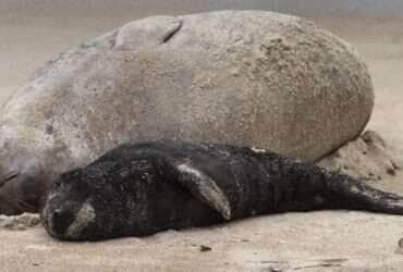 Filhote de elefante-marinho dá seus primeiros passos sozinho!
