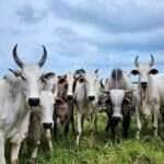 Governo de Mato Grosso inicia campanha obrigatória para atualização do estoque de rebanhos