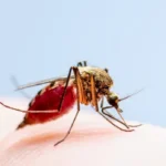 Leishmaniose em Mato Grosso: Doença mata dois bebês em menos de um mês em Rondonópolis