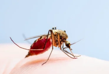 Leishmaniose em Mato Grosso: Doença mata dois bebês em menos de um mês em Rondonópolis