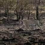 Ministro exige dados ambientais de Mato Grosso para proteção do Pantanal e Amazônia